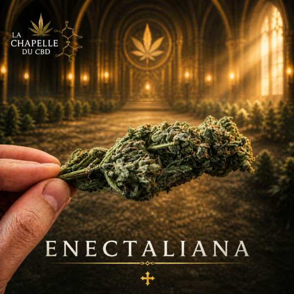 Enectaliana